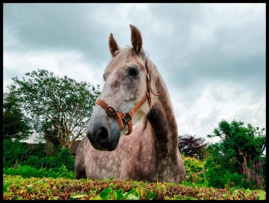 A close-up, low-angle photograph of a grey horse with a brown leather halter, standing in a lush green garden with trees and cloudy sky in the background.