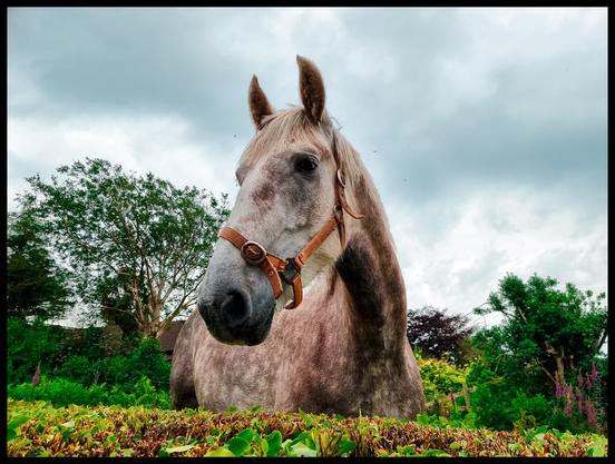 A close-up, low-angle photograph of a grey horse with a brown leather halter, standing in a lush green garden with trees and cloudy sky in the background.