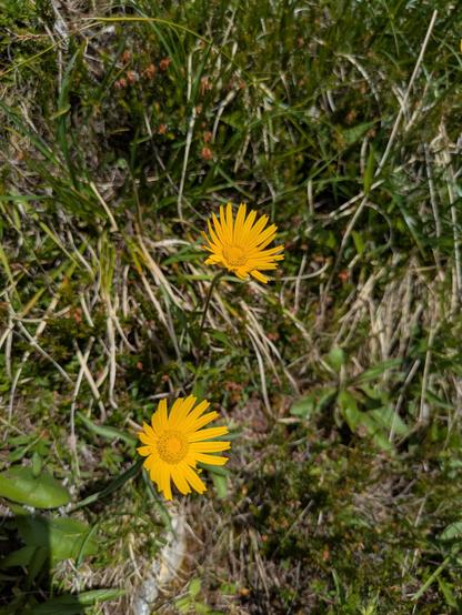 Ochsenaugen, zwei strahlend gelbe Blüten