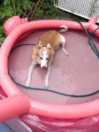 Lupin, a 11 year old Indian street dog, laying in a pink flamingo pool full of water.