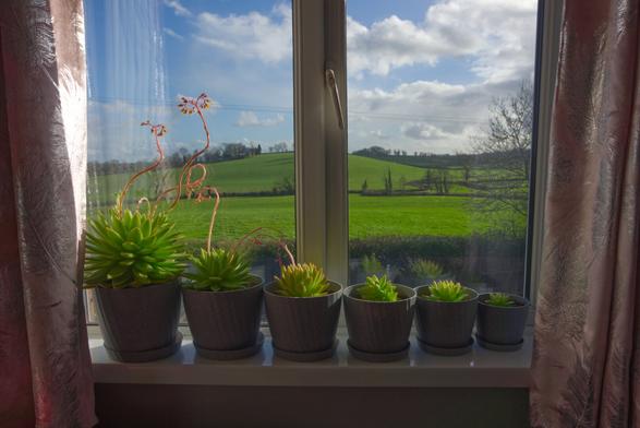 A row of sempervivum succulents arranged in order of size on a windowsill with pale pink curtains. The view from the window is of rolling green hills and a vibrant blue sky with white fluffy clouds.
