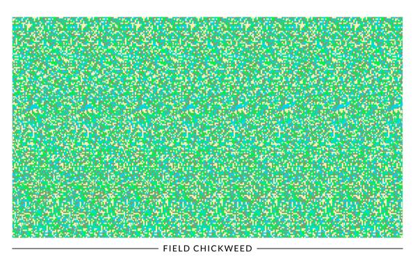 An autostereogram illusion of a field chickweed blossom