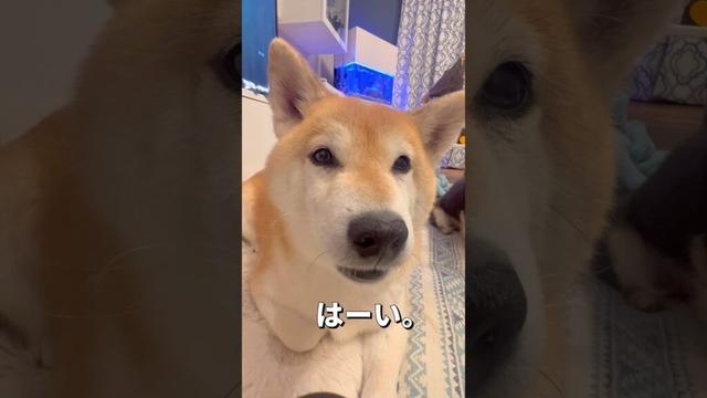歯のチェック🐶🐶#柴犬 #チワワ #shorts