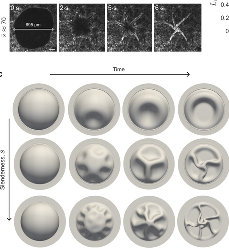 Buckling of an epithelial dome under suction pressure. Experiments and now simulations.