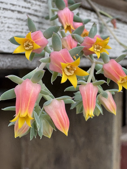 Close-up of some lovely succulent flowers that are very small with the yellow petals coming out of a pink conical sheet
