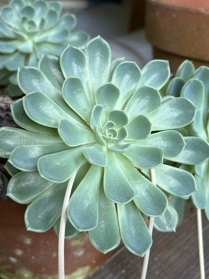 The lovely succulent plant the flowers have sprouted from. Light bluish green rosette type completely fills the screen.