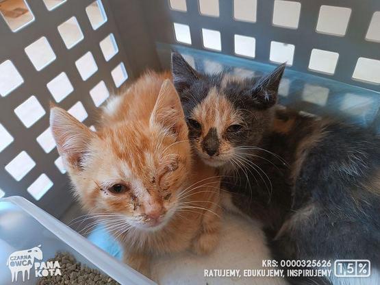 Dwa kociaki, jeden rudy, drugi trikolorka z zaropiałymi oczami, leżą przytulone do siebie w kontenerze.

Plus logo Fundacji Czarna Owca Pana Kota