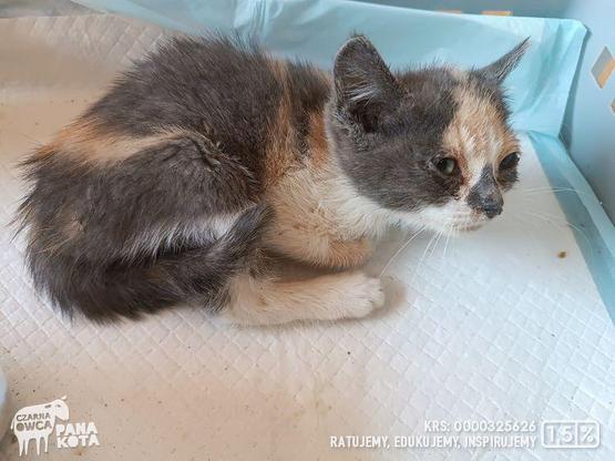 Mała kotka trikolorka z zaropiałymi oczami skulona siedzi na podkładzie w kontenerze.
Plus logo Fundacji Czarna Owca Pana Kota