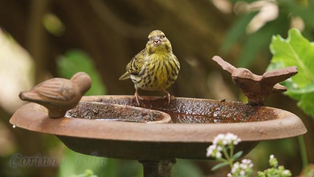 Ein gelb-braun gestreifter Vogel trinkt aus einer Vogeltränke, auf der zur Deko zwei Metallvögel stehen.