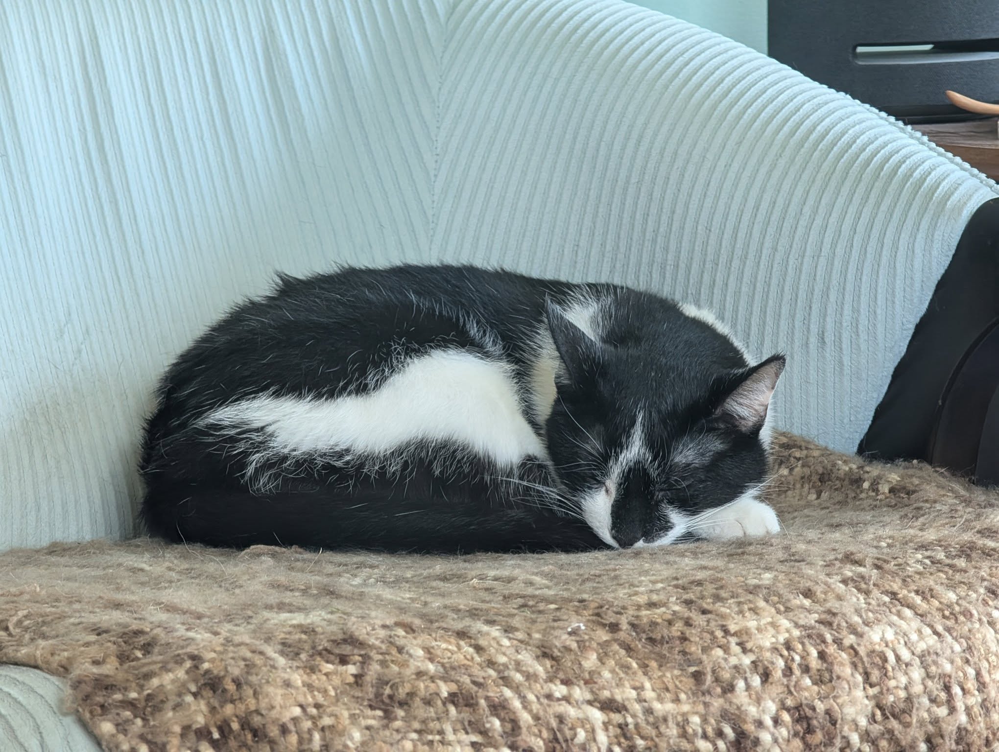 Smudge, in full nap mode