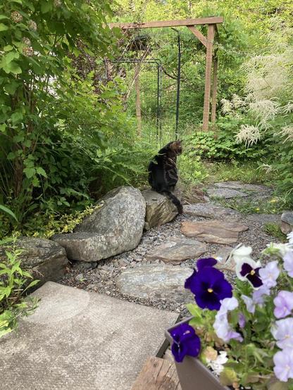 Dark tabby cat sits on a rock as big as he is, which borders a small stone courtyard. His back is to the camera, his face side on. There's a black metal gate in heavy-duty deer fence several feet beyond him, with a simple wood grape arbour just beyond. Inside the compound is a profusion of plants, with the frothy blooms of a goatsbeard on the right side of the frame. A planter with viola is in the right foreground in the corner of the photo.