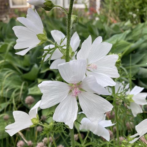 A cluster of white malva flowers with 5 triangular petals and pale pink centres. There's a large hosta out of focus behind the plant, with a small cedar-clad studio in the background.