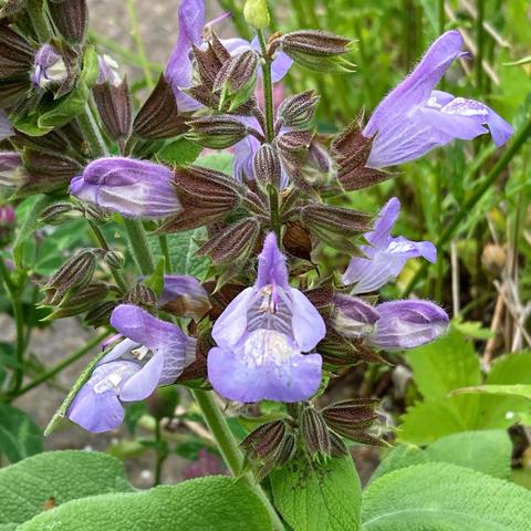 Cluster of garden sage flowers, irregularly-shaped purple flowers with petals reminiscent of irises. The base of the blower is reddish green, a cup-like shape with pointed tips. Soft textured sage leaves can be seen at the bottom of the photo.