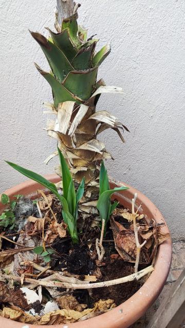 After all the leaves fell off in the winter, it started sprouting and have 3 new branches growing.