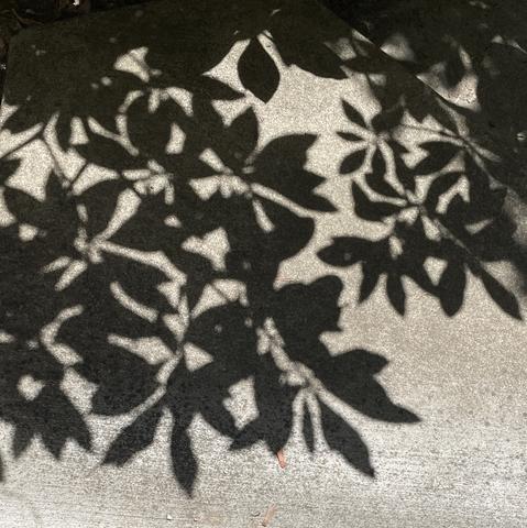 A shadow falls on weathered concrete, providing the shapes of the Edgeworthia leaves that are blocking the sun , above the walkway and out of the picture frame.