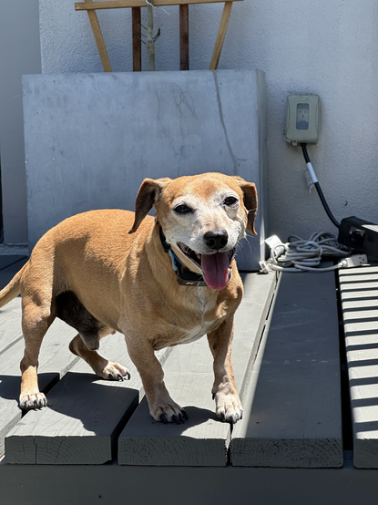a dachshund-mix is standing on a sunny deck, his mouth in a smile and his tongue out.