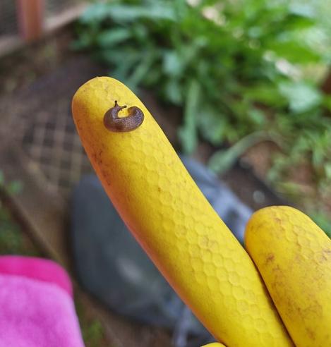 Wanted to take a photo of this tiny slug, since I did some weed pulling in the Catio, since the weeds are getting too big.