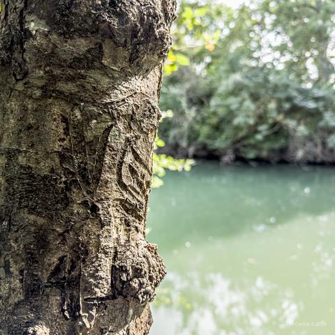 A tree trunk branded with letters V and S. The river in the background is a little green.