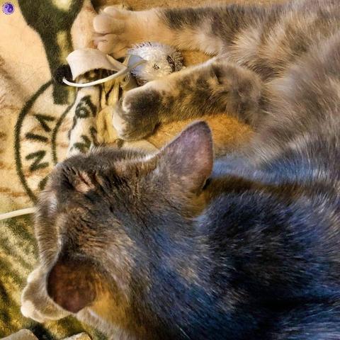 Shot from above, a dilute tortoiseshell kitten is curled on a patterned fleece blanket with travel images, while three out of four feet are visible, from creamy toes under her chin to a full Creamsicle foot of pastel orange, both back feet trapping a white mouse toy with tail, illustrating Cat Feelings Build Memories.