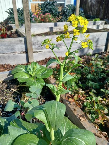 A pak choi plant sending a flower stalk high with bright yellow flowers. Raised beds with a variety of plants are in the background.