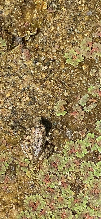 Almost invisible amphibian in a soggy sandy stream bed.