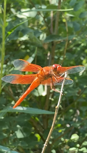 Orange dragonfly perches on a stick, and waiting for opportunities.
