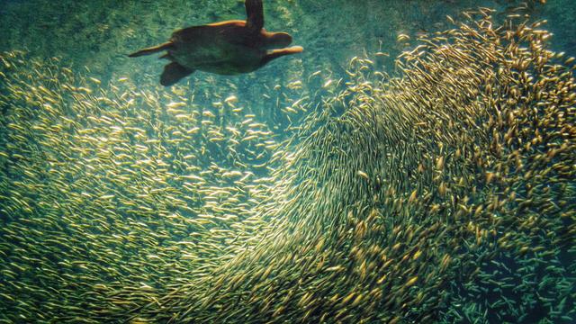 Green sea turtle swimming among a school of sardines