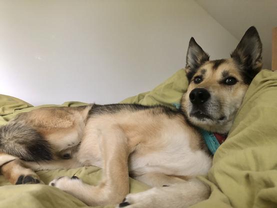 Cute larger husky type dog lounging but looking alert with his ears up and fr ankh a little skeptical of the situation