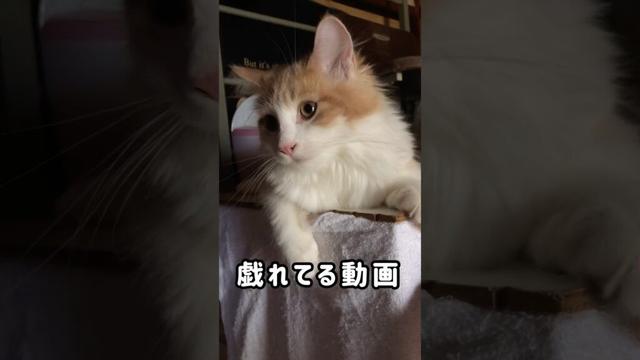 メインクーンの子猫と戯れている動画#shorts#子猫#メインクーン