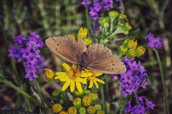 A brown butterfly with its wings spread open rests on a cluster of bright yellow flowers. The butterfly is positioned in the centre of the frame, with vibrant purple flowers surrounding the yellow ones. The background is a soft blur of green meadow foliage.