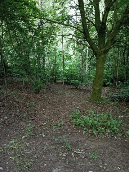 A view into the woods