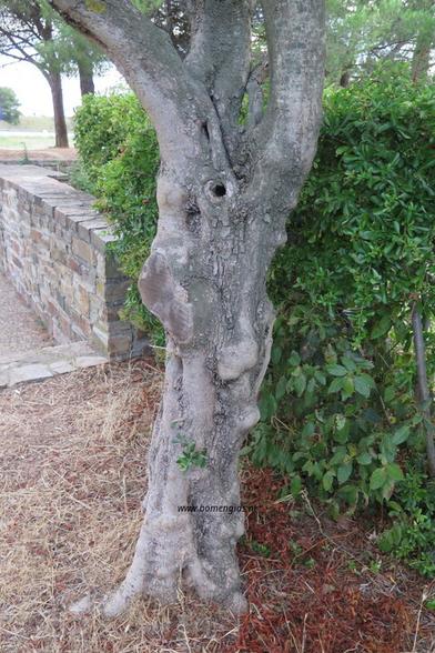 bast-bark-rinde-ecorse-corteza