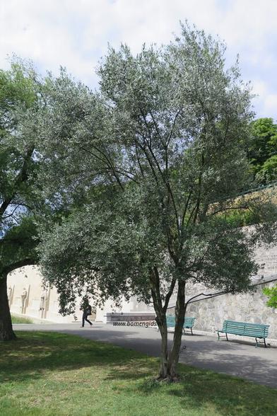 boom-tree-baum-arbre-arbol