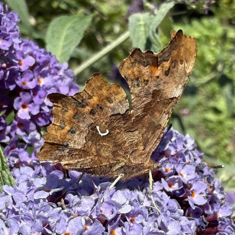 A Comma butterfly on a butterfly bush. There are not many this year in Yorkshire but at least more than last year