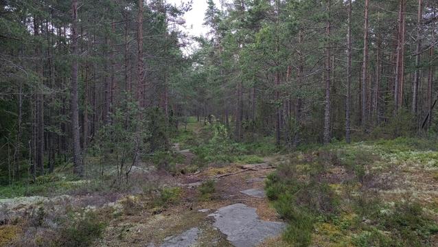 Forestbwith a small trail crossing berry plants.