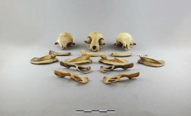 Photo: M. Simon/ Novetus

The image shows the remains of small animal skeletons.  Specifically, there are three skulls and a number of other bones from cats, arranged on a grey background. The bones appear to be dry and brittle, suggesting they are old or preserved specimens.