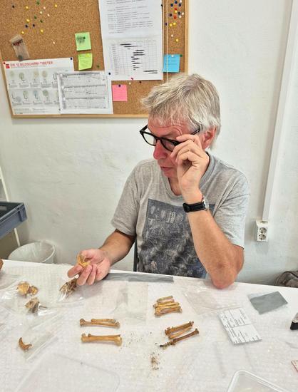 Photo: M. Simon/ Novetus.

The image shows zooarchaeologist Dr. Karl Kunst, a middle-aged man with graying hair and glasses, seated at a table. He's carefully examining a small cat bone fragment held in his left hand. The table is covered with several plastic bags containing more bones.  A corkboard with charts and notes is visible on the wall behind him. The overall impression is one of meticulous scientific examination of unearthed artifacts.