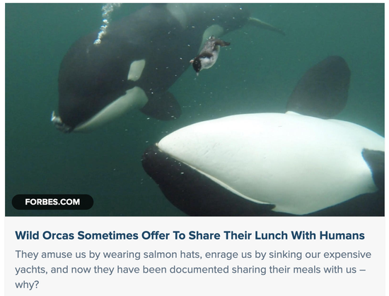 two orcas