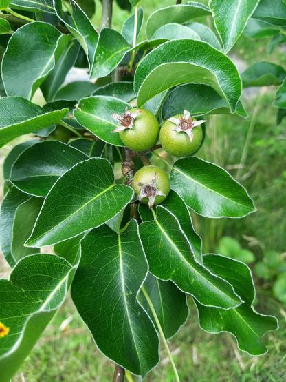 Three small green fruits amongst leaves. Each fruit is less than 2cm across and looks like a tiny apple but I think they are pears.
The leaves are relatively large compared with the fruit, dark green with clearly visible lighter coloured veins. The leaves are slightly curved like a taco.