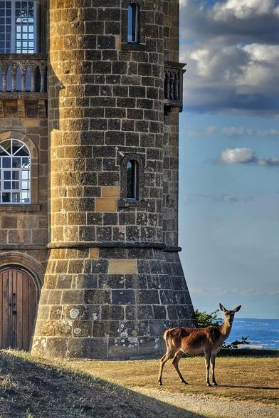 A majestic deer stands on a sunlit grassy hill beside the imposing, golden-hued stone tower of Broadway Tower. The deer is reddish-brown with large ears, looking towards the right of the frame. The tower, made of large stone blocks, features several arched windows with white frames and ornate balconies, standing tall against a partly cloudy blue sky. In the background, a hazy blue landscape of distant hills is visible.