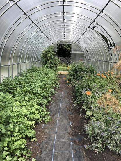 greenhouse