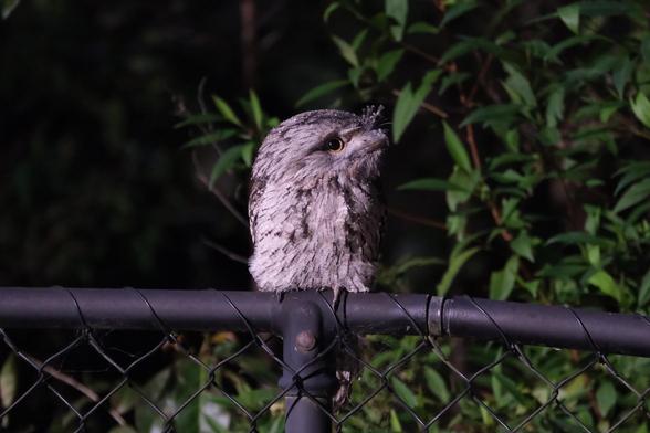Photo of a squat, scruffy bird sitting on a fence with its head turned to the side. The texture and colours of its feathers look almost exactly like tree bark.