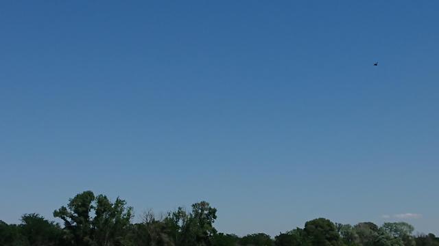A 16:9 shot of mostly the sky that goes in a gradient from bottom to top, bright blue to deep blue. The bottom of the shot is covered with just the upper part of a forest, in the distance. The bottom right of the shot has a flat, white cloud, again, in the distance. This rather simplistic (if not boring picture) is graced by a fly that has gottent accidentally in the shot and is in focus, looking rather big and out of proportion when compared to the rest of the objects in the distance. In fact, as big as a bird in the distance.