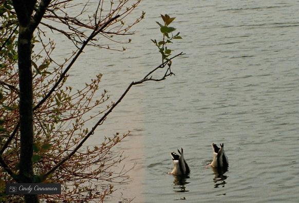 Duo de canards en train de manger tête sous l’eau sur un lac. Photographie par Cindy Cinnamon