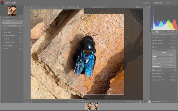 A screenshot of my image editing process in darktable on a photo of a carpenter bee