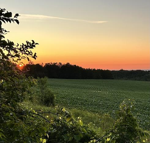 The sun is just risen up to the left of the picture behind the leaves of an apple tree. The sky in the picture looks more gray than the blue I see, and the horizon in the picture looks more orange than the pink. I see. In the mid ground you can see the rows of corn which I caught at the right angle for you to see, and in the foreground, some shrubby green bushes.