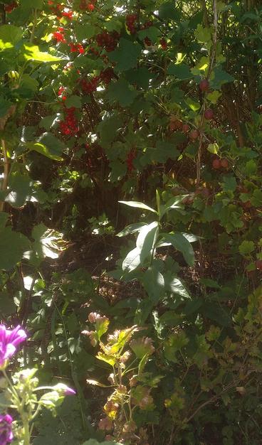 Vor der Ernte.
Johannisbeeren und Stachelbeeren am Strauch. Vorne links eine lila blühende Malve.