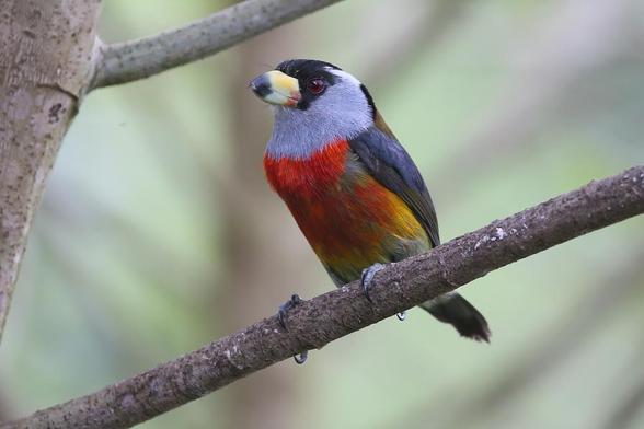 Toucan Barbet (Semnornis ramphastinus)
NT Near Threatened