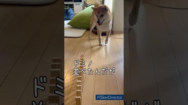 【ドミノシバ】思ってたんと違う！豆柴アオと柴犬委員会  mameshiba AO & shiba inu committee #Shorts#柴犬 #豆柴#愛犬 #癒し#柴犬のいる生活