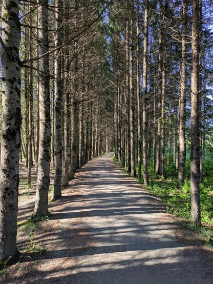 A hard dirt path with parallel rows of conifers lined tightly on either side.